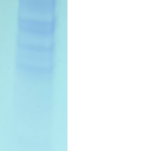 human erbb3 / her3 protein myc/his tag or tag free