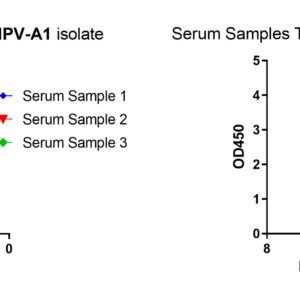 human anti metapneumovirus (hmpv) glycoprotein (g) antibody igg titer serologic assay kit