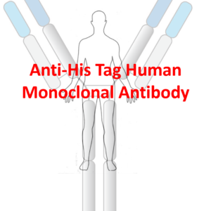 anti his tag human monoclonal antibody