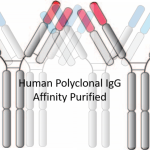 human polyclonal igg, affinity purified