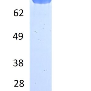 human icam 1 / cd54 protein, fc tag