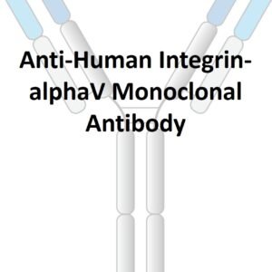 anti human integrin alphav monoclonal antibody