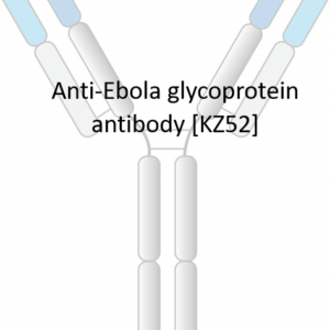 anti ebola broad neutralizing antibody (copy)