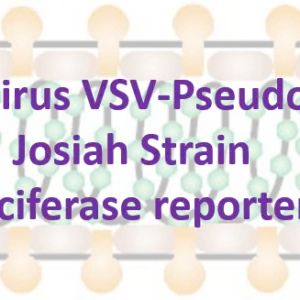 vsv pseudovirus lassa virus (josiah strain) glycoprotein complex with luciferase reporter