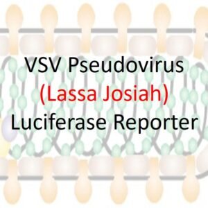 vsv pseudovirus lassa virus (josiah strain) glycoprotein complex with luciferase reporter