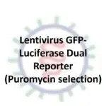 lentivirus gfp luciferase dual reporter (puromycin selection)