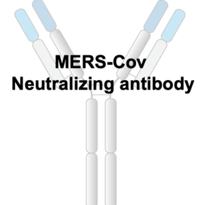 anti mers s ntd monoclonal neutralizing antibody