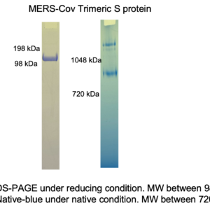 mers cov trimeric spike protein (his and twin strep tags)