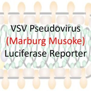 marburg vsv pseudovirus musoke strain gp with luciferase reporter