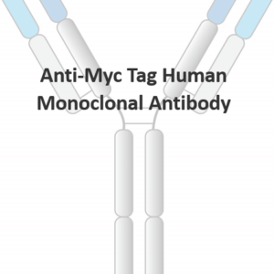 anti myc tag human monoclonal antibody