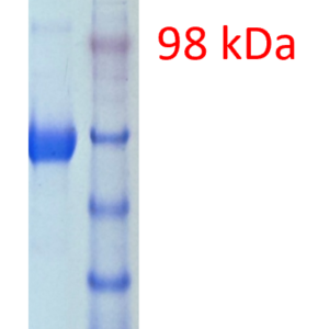 nipah virus (niv) glycoprotein (his tag)