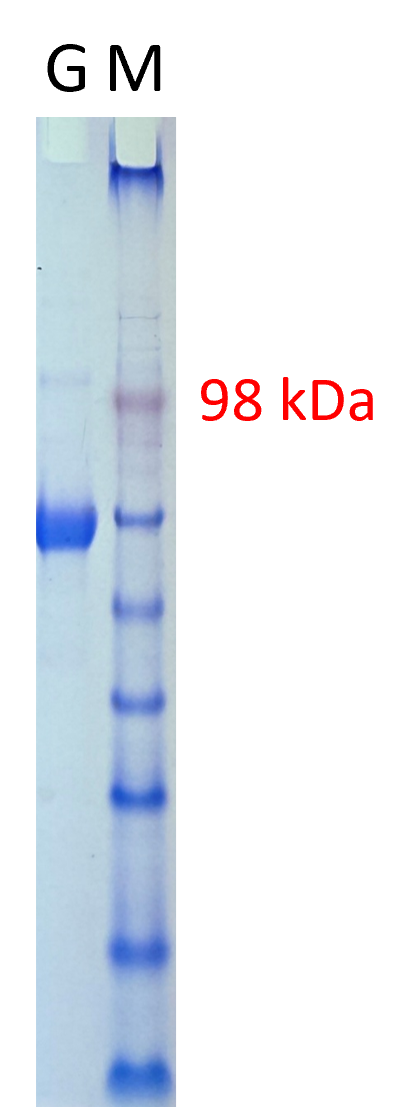 nipah virus (niv) glycoprotein (his tag) nipah virus (niv) glycoprotein (his tag)