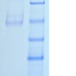 human nucleolin / ncl protein, fc tag