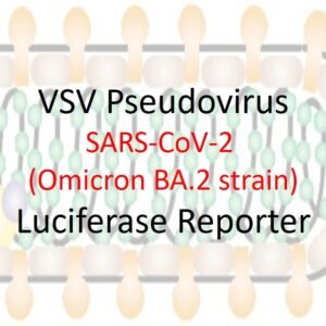 vsv pseudovirus sars cov 2 omicron ba.2 strain spike with luciferase reporter