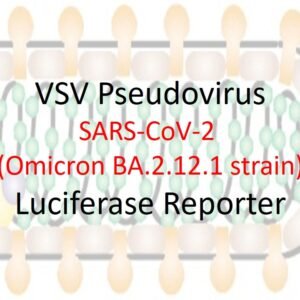 vsv pseudovirus sars cov 2 omicron ba.2.12.1 strain spike with luciferase reporter