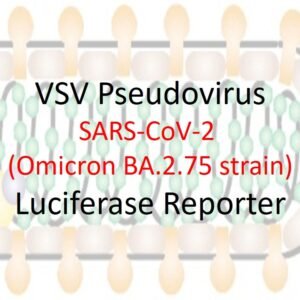 vsv pseudovirus sars cov 2 omicron ba.2.75 strain spike with luciferase reporter