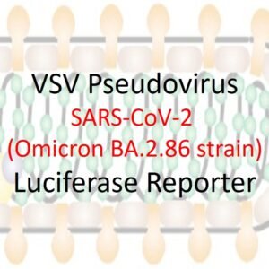 vsv pseudovirus sars cov 2 omicron ba.2.86 strain spike with luciferase reporter