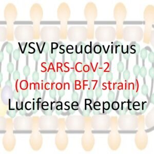 vsv pseudovirus sars cov 2 omicron bf.7 strain spike with luciferase reporter