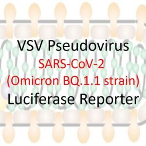 vsv pseudovirus sars cov 2 omicron bq.1.1 strain spike with luciferase reporter