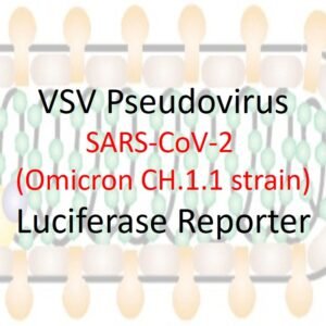 vsv pseudovirus sars cov 2 omicron ch.1.1 strain spike with luciferase reporter