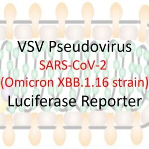 vsv pseudovirus sars cov 2 omicron xbb.1.16 strain spike with luciferase reporter
