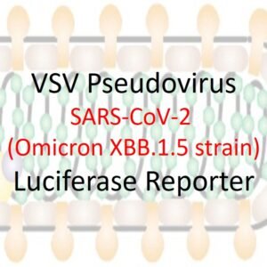 vsv pseudovirus sars cov 2 omicron xbb.1.5 strain spike with luciferase reporter