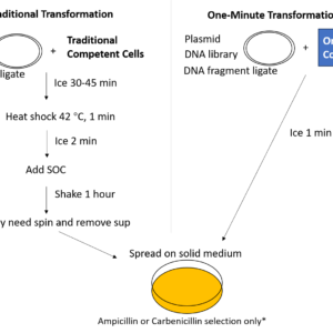 one minute competent cells (dh5 alpha)