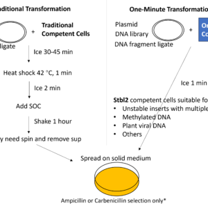 one minute competent cells (stbl2)