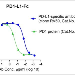 human pd l1 protein, fc tag