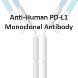 anti human pd l1 monoclonal antibody
