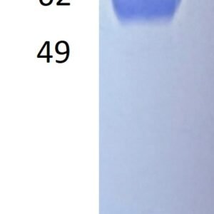 human pd1 protein myc, fc tags