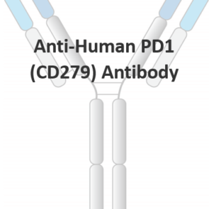 anti human pd1 (cd279) monoclonal antibody