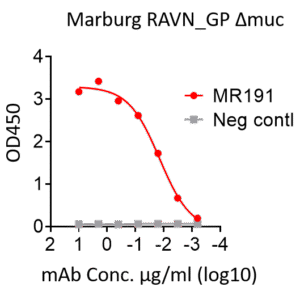 marburg ravn trimeric gp protein –twinstrep and his tag