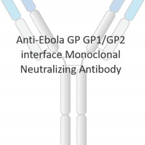 anti ebola sudv glycoprotein gp1/gp2 interface monoclonal neutralizing antibody