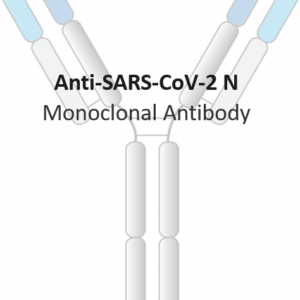 anti sars cov 2 nucleocapsid human monoclonal antibody