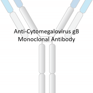 anti chikungunya virus e neutralizing antibody (copy)
