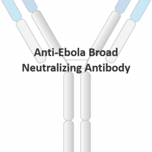 anti ebola broad neutralizing antibody