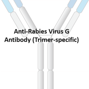 anti rabies virus g antibody (trimer specific)