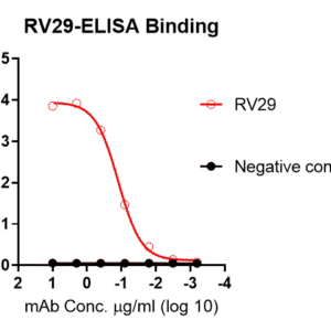 anti rabies virus g antibody (trimer specific)