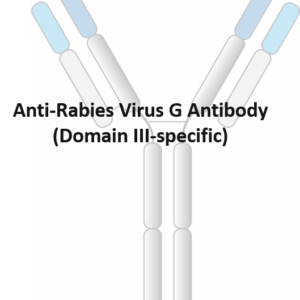 anti rabies virus g antibody (domain iii specific)