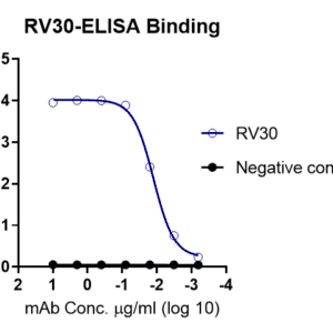 anti rabies virus g antibody (domain iii specific)