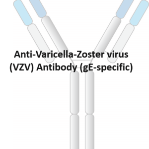 anti varicella zoster virus (vzv) antibody (ge specific)
