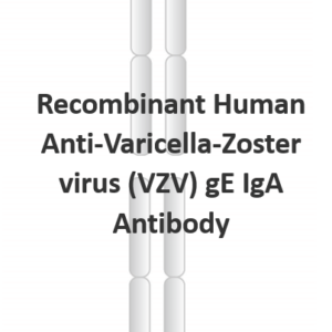 recombinant human anti varicella zoster virus (vzv) ge iga antibody