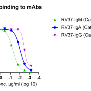 recombinant human anti varicella zoster virus (vzv) ge iga antibody