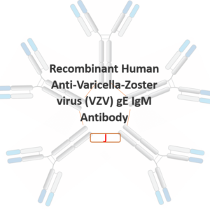 recombinant human anti varicella zoster virus (vzv) ge igm antibody