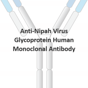 anti nipah virus glycoprotein human monoclonal antibody