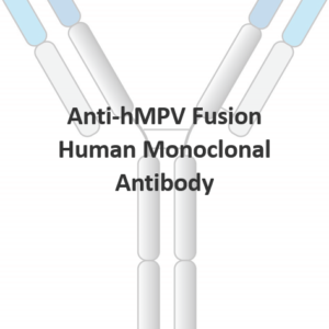 anti hmpv fusion human monoclonal antibody