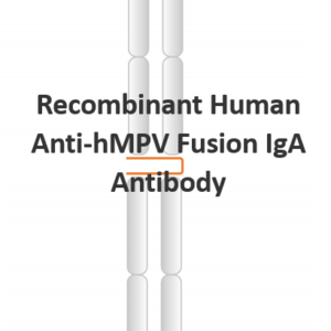recombinant human anti hmpv fusion iga antibody