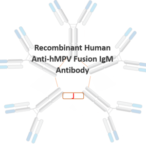 recombinant human anti hmpv fusion igm antibody