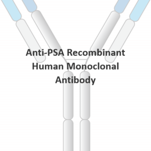 anti human psa monoclonal antibody
